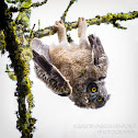 Great Horned Owl