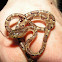 Blunthead tree snake