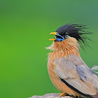 brahminy starling