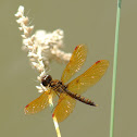 Eastern Amberwing Dragonfly (male)
