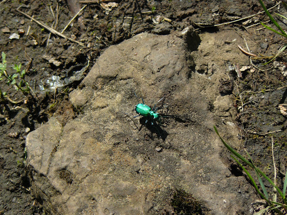 Spotting Image 1