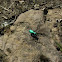 Six-spotted Tiger Beetle