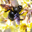 Violet carpenter bee, abejorro carpintero