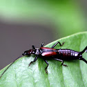 earwig