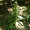 Common Mullein