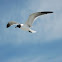 Laughing Gull