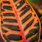 Croton