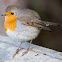 Robin; Petirrojo