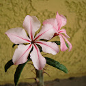 Pachypodium