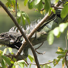 Green Iguana