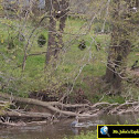 Bald Eagle / Blue Heron / Crow