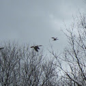 Common Merganser