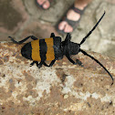 Longhorn beetle