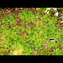 Peat Moss