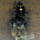 Jumping Spider