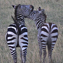 zebra