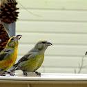 Red Crossbill