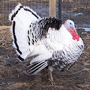 Royal Palm Turkey