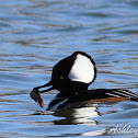 Hooded Merganser
