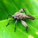 Leaf-footed Bug