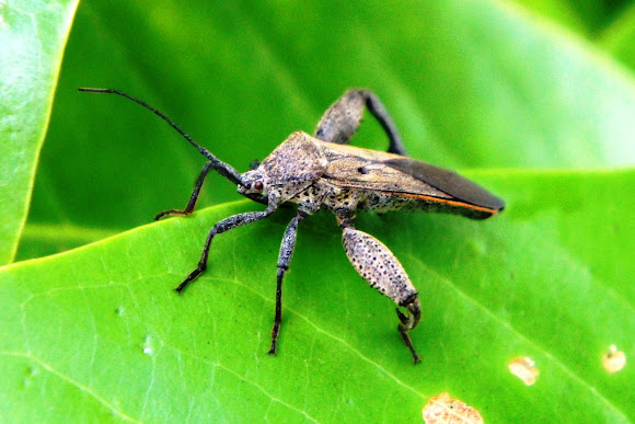 Spotting Image 1