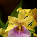 Gold Cordero Miltonia Orchid