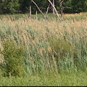 Marsh Grass