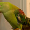 Alexandrine Parrot