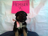 Cachorros Pastor Aleman