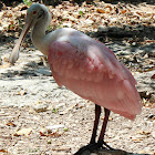 Roseate Spoonbill