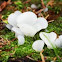 Toothed jelly fungus