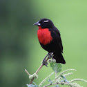 White-browed Blackbird