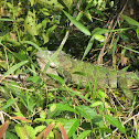 Green Iguana, Groene Leguaan