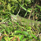 Green Iguana, Groene Leguaan