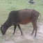 Cow