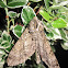 Waved Sphinx