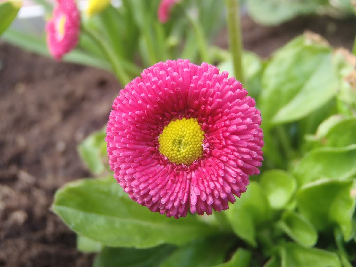 Asteraceae sp