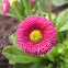 Asteraceae sp
