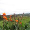 Caña de las Indias