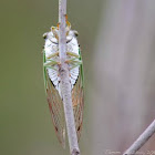 Annual Cicada
