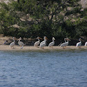 American white pelicans