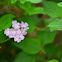 Lantana