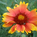 Blanket Flower
