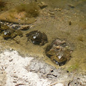 Bullfrog