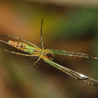 Decorative Silver Orb Spider