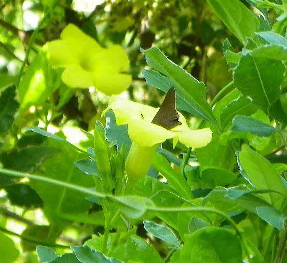 Spotting Image 1