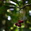 Frutilla silvestre
