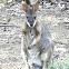 Parma Wallaby