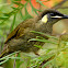 Lewin's Honeyeater