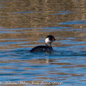 Black-necked Grebe; Zampullín Cuellinegro